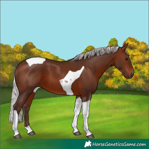 Horse Color:Silver Brown Tobiano 