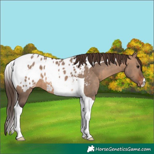 Horse Color:Brown Dun Tobiano Blanket