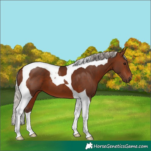 Horse Color:Silver Brown Tobiano 