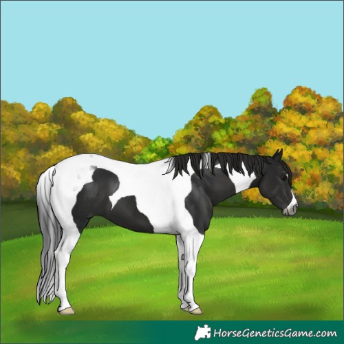 Horse Color:Gray Black Tobiano