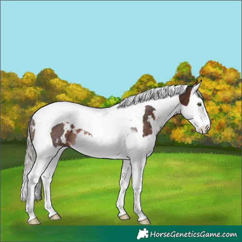 Horse Color:White Spotted Silver Brown Splash Tobiano Rabicano 