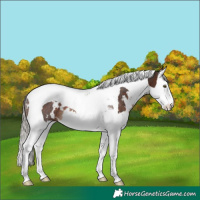 Horse Color:White Spotted Silver Brown Splash Tobiano Rabicano