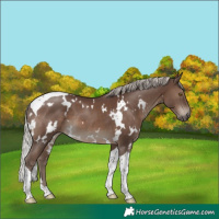 Horse Color:White Spotted Silver Black Tobiano 