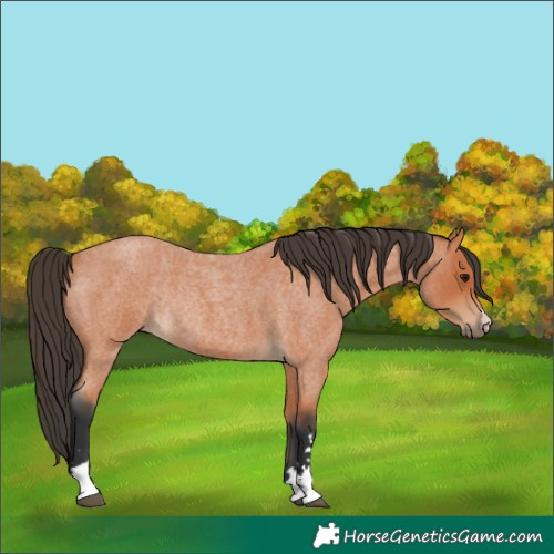 Horse Color:Unknown 