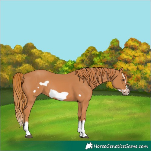 Horse Color:Unknown 