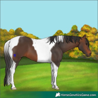 Horse Color:Brown Tobiano