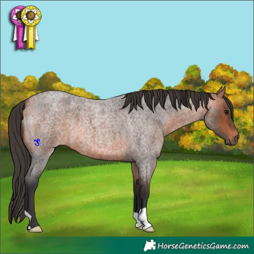 Horse Color:Bay Roan 