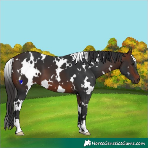 Horse Color:White Spotted Brown 