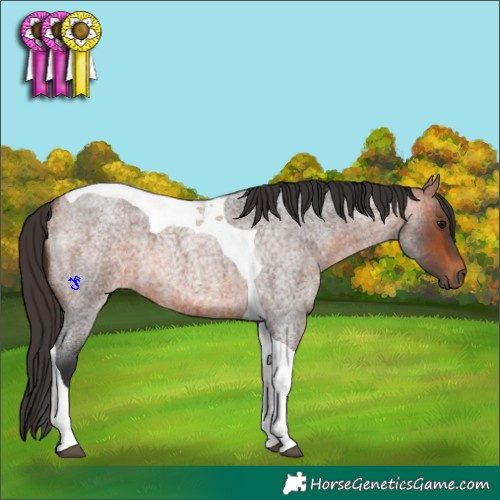 Horse Color:Bay Roan Tobiano