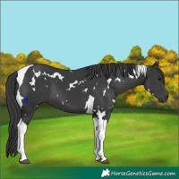 Horse Color:White Spotted Black Tobiano