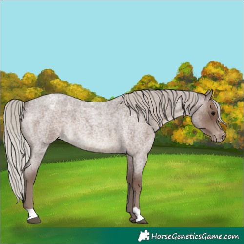 Horse Color:Silver Blue Roan Varnish