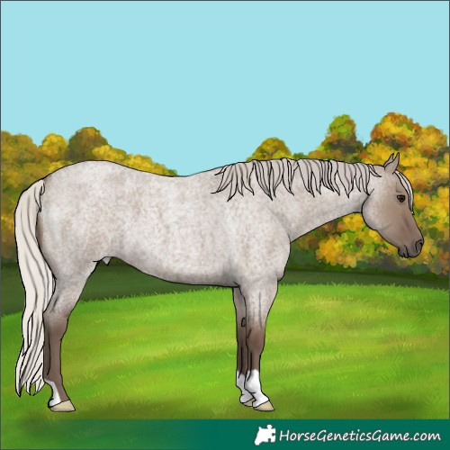 Horse Color:Silver Grullo Roan 