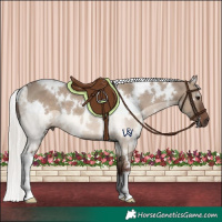 Horse Color:White Spotted Silver Grullo