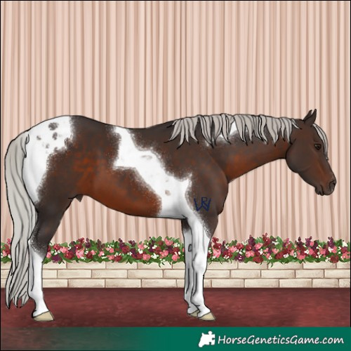 Horse Color:Silver Brown Tobiano 