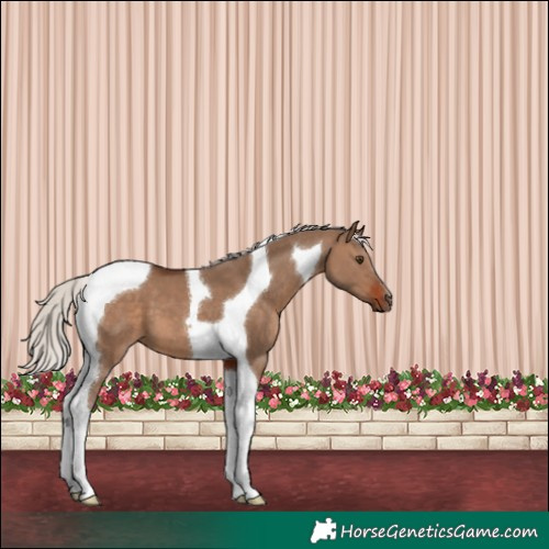 Horse Color:Silver Brown Dun Tobiano 