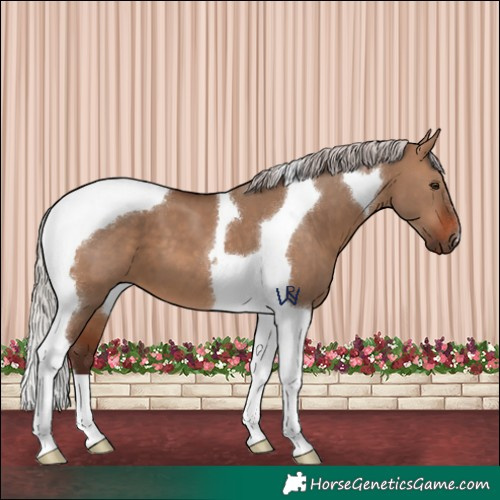 Horse Color:Silver Brown Dun Tobiano
