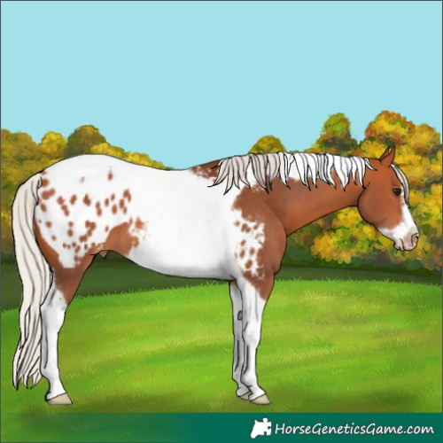 Horse Color:Unknown 