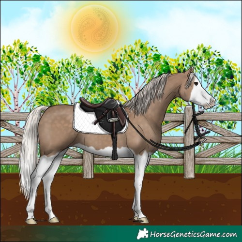 Horse Color:Silver Grullo Splash 