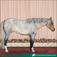 Horse Color:Silver Buckskin Roan 