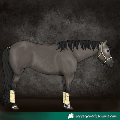 Horse Color:Gray Grullo 