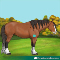 Horse Color:Bay Splash