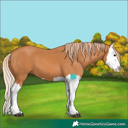 Horse Color:Chestnut Splash
