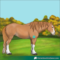 Horse Color:Chestnut Splash 