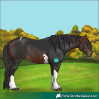 Horse Color:Brown Tobiano Rabicano 
