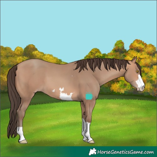 Horse Color:Amber Champagne