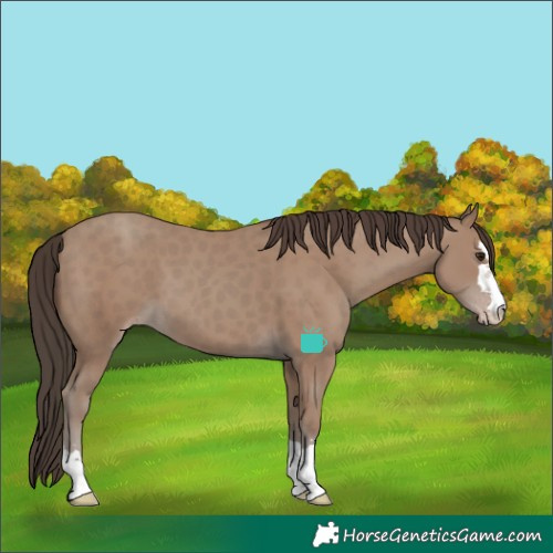 Horse Color:Classic Champagne 