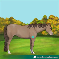 Horse Color:Classic Champagne