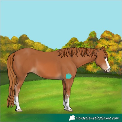Horse Color:Chestnut 
