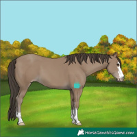 Horse Color:Classic Champagne