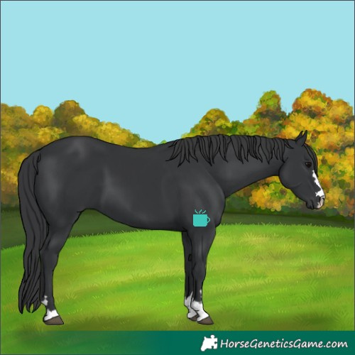 Horse Color:Black 