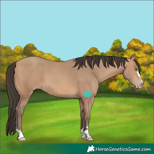 Horse Color:Amber Champagne 