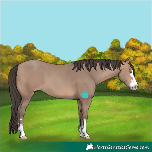 Horse Color:Sable Champagne 