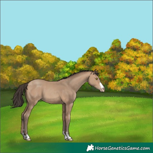 Horse Color:Amber Champagne 