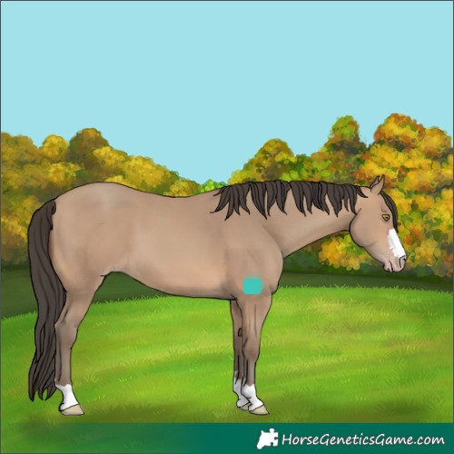 Horse Color:Amber Champagne 