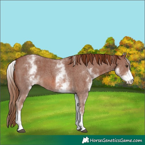 Horse Color:White Spotted Chestnut Sabino 