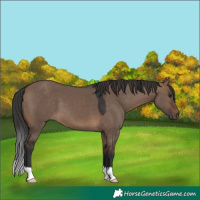 Horse Color:Brown Dun 