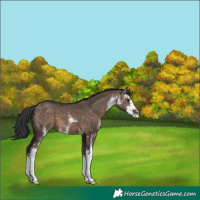 Horse Color:Brown Dun Sabino 