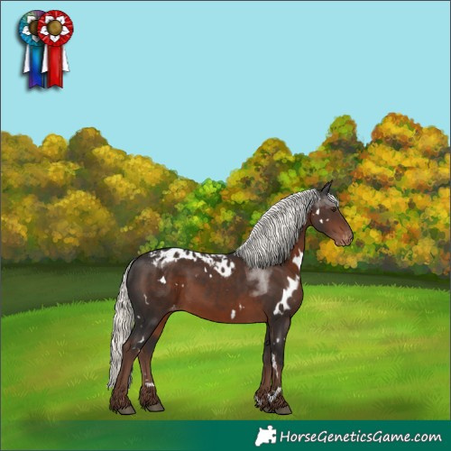 Horse Color:White Spotted Liver Chestnut Mushroom Skewed Appaloosa