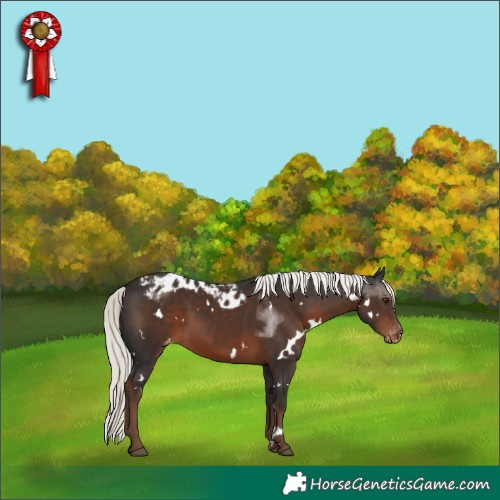 Horse Color:White Spotted Liver Chestnut Mushroom Skewed Appaloosa 