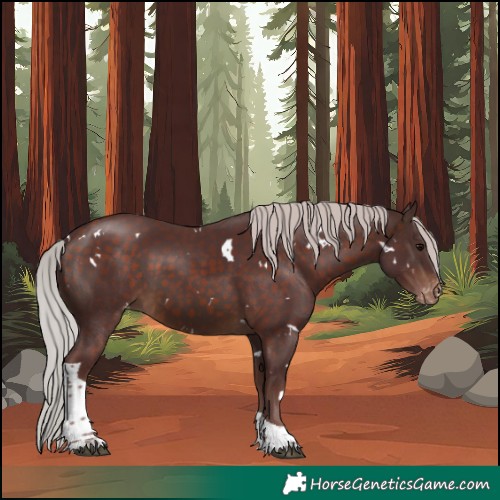 Horse Color:White Spotted Chocolate Silver Brown Tobiano Skewed Appaloosa