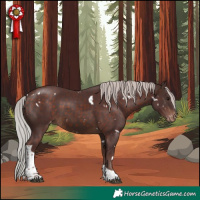 Horse Color:White Spotted Chocolate Silver Brown Tobiano Skewed Appaloosa