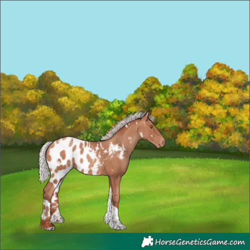 Horse Color:White Spotted Chocolate Silver Sable Champagne Tobiano Skewed Appaloosa 