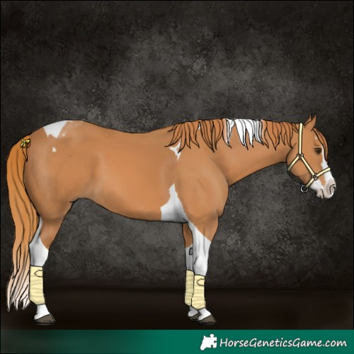 Horse Color:Chestnut Splash Tobiano