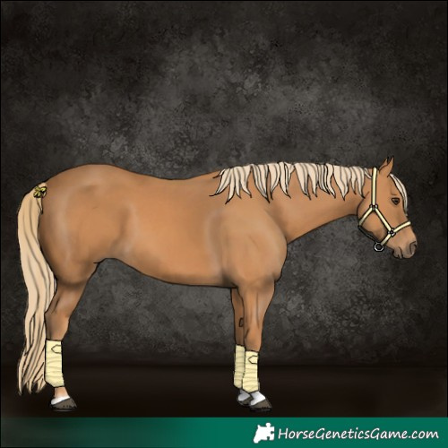 Horse Color:Chestnut Tobiano