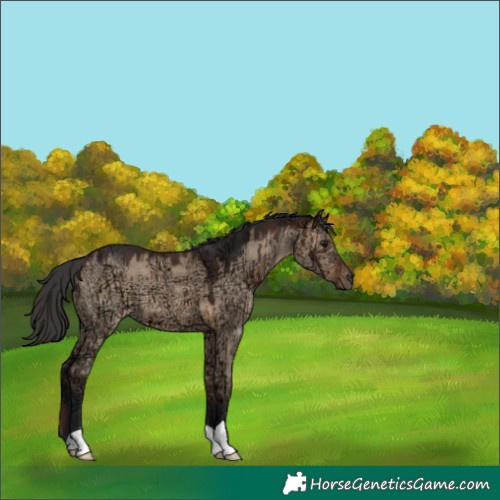 Horse Color:Brown Ice Dun Brindle