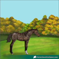 Horse Color:Bay Ice Dun Brindle 